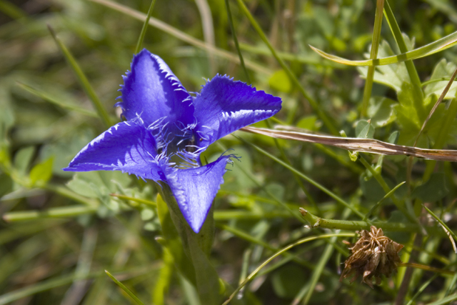 2011-08-21_13-09-58 cadore.jpg - Gefranzter Enzian ( Gentiana ciliata)